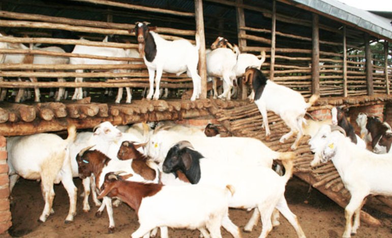 News - प्राविधिक बाख्रा पाल्न तालिम सम्पन्न